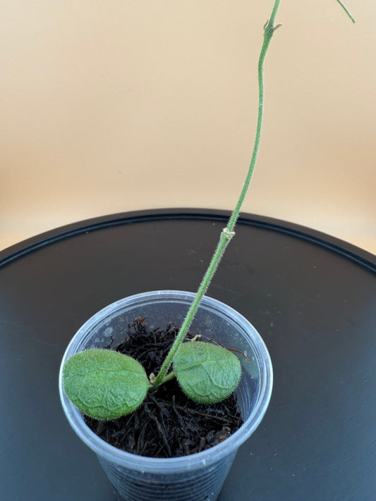 Hoya sp. Pagar Alam