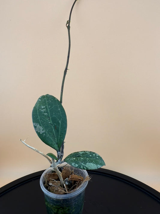Hoya Michele